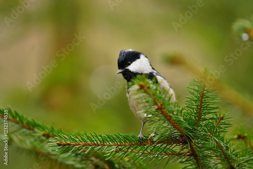 A cute coal tit sits on a spruce twig. A tiny titmouse in its nature habitat. Periparus ater photo