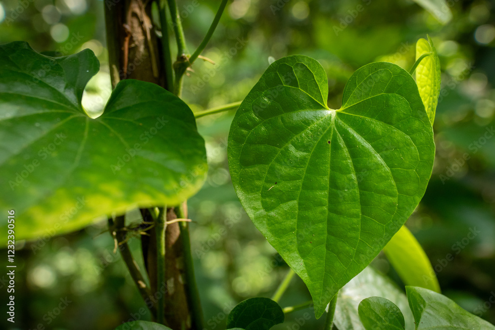 Obraz premium Green Heart Shaped Leaves on Tropical Vine in Natural Light