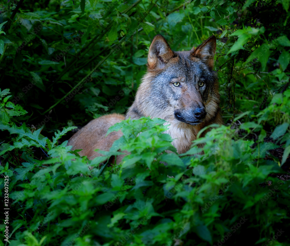 Wolf hiding in the forest