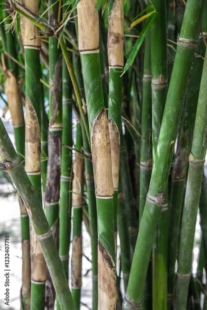 Obraz premium bamboo trunks in nature close up
