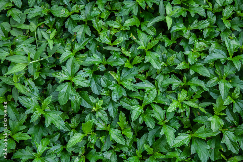 Lush green leaves, a symbol of life and vitality, create a soothing and harmonious scene in nature's embrace.