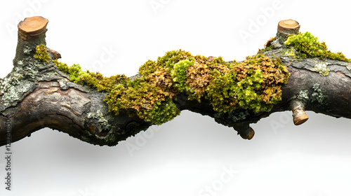 Close-up of a moss-covered ...