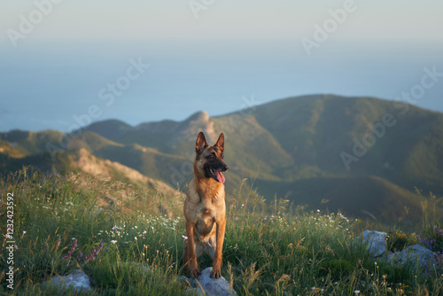 A Malinois stands in a green mountain field, with hills and the ocean visible in the background. The photo highlights the dog's alertness amidst a serene natural landscape.