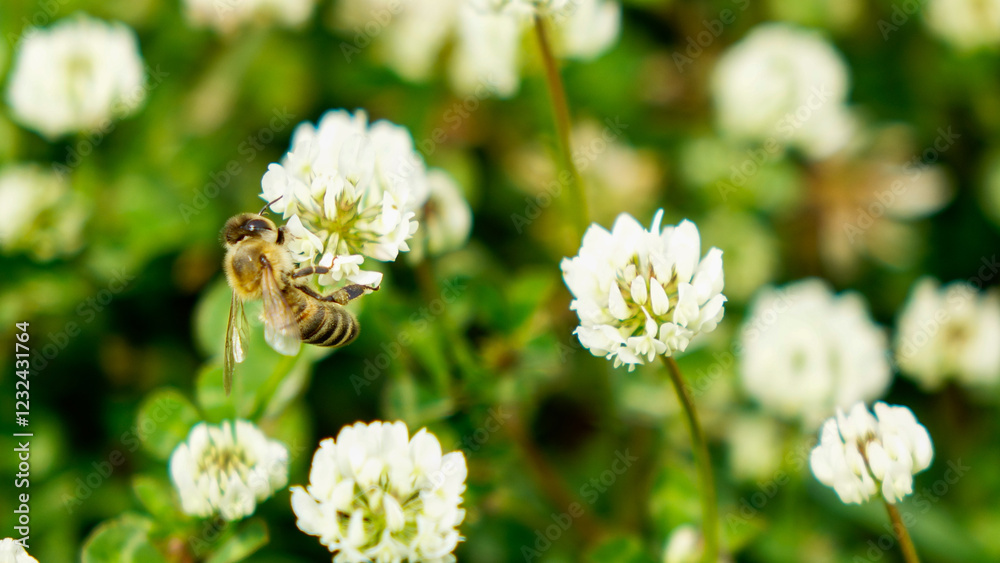 Close-up of a honey bee collecting pollen and nectar under the sunlight in a field in summer Close-up of a honey bee collecting pollen and nectar under the sunlight in a field in summer