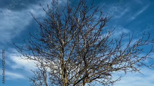 Big Defoliated Tree On Blue Sky