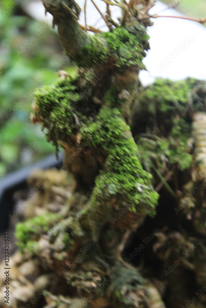 Fototapeta premium moss on tree