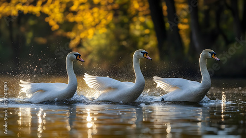 Three Swans Glide Gracefull...