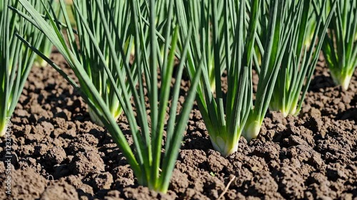 Growing healthy green onions in a vibrant garden with ideal soil conditions and sunlight exposure