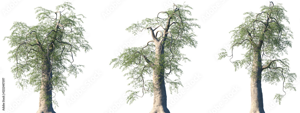 Fototapeta premium Set of Moringa thouarsii frontal isolated png on a transparent background perfectly cutout