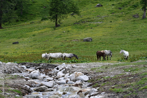 Stutenweide. Kleine Gruppe von Norikern hinter weißen Felsen auf einer Almweide photo