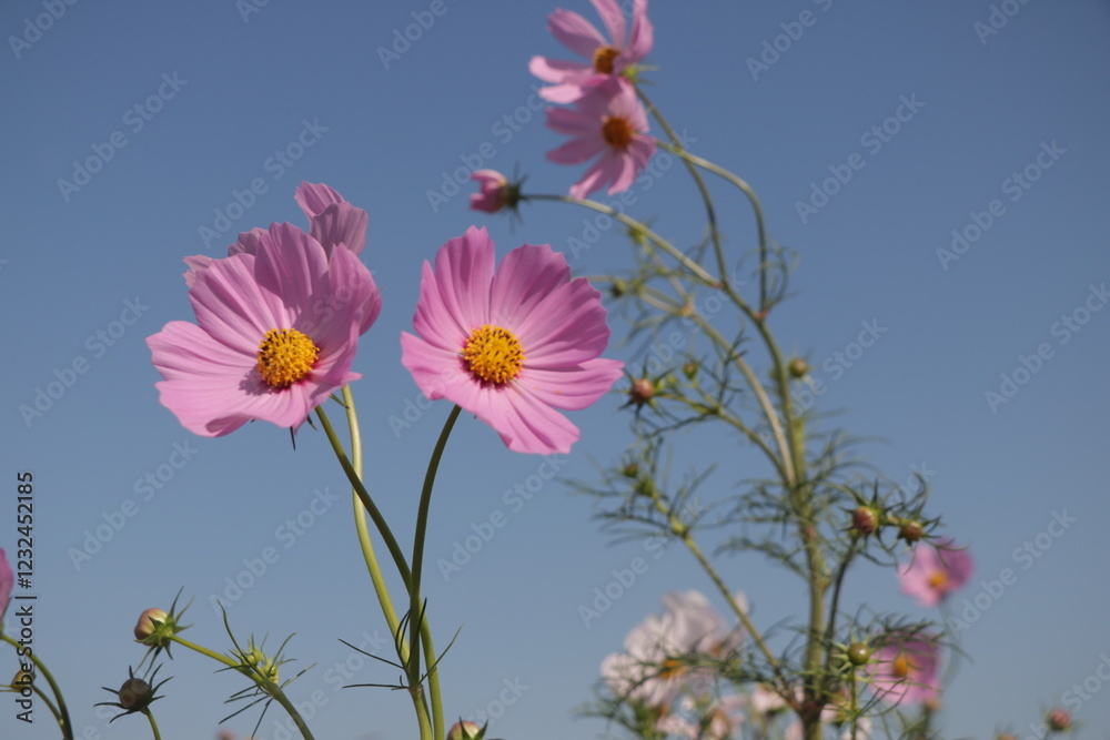 Frame of beautiful pink Cosmos flowers with clear blue sky behind Frame of beautiful pink Cosmos flowers with clear blue sky behind