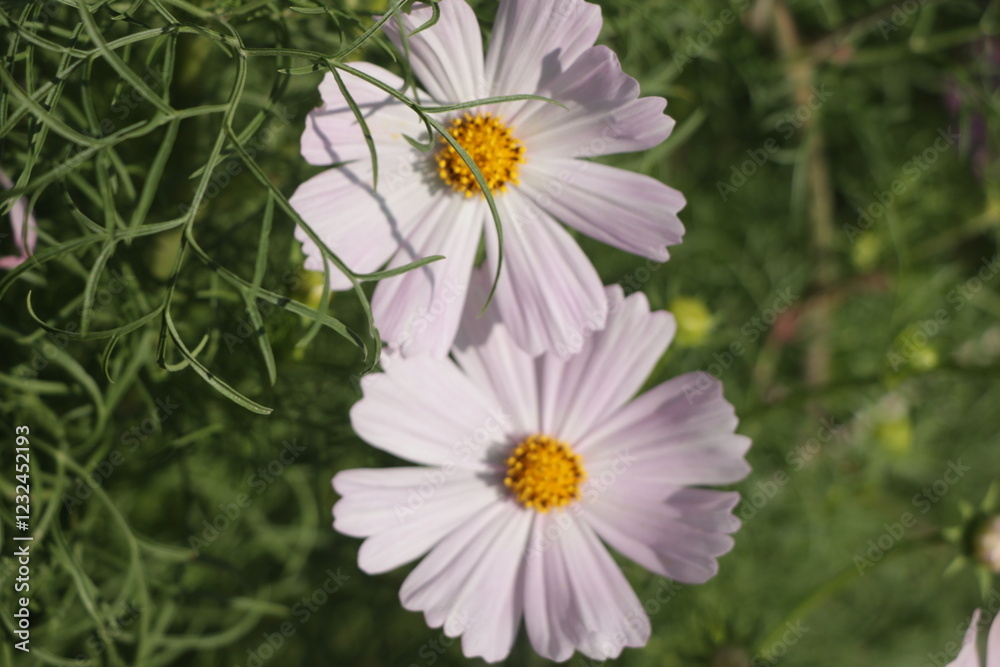 Fototapeta premium Soft focus close up of a couple white Cosmos with its green leaves
