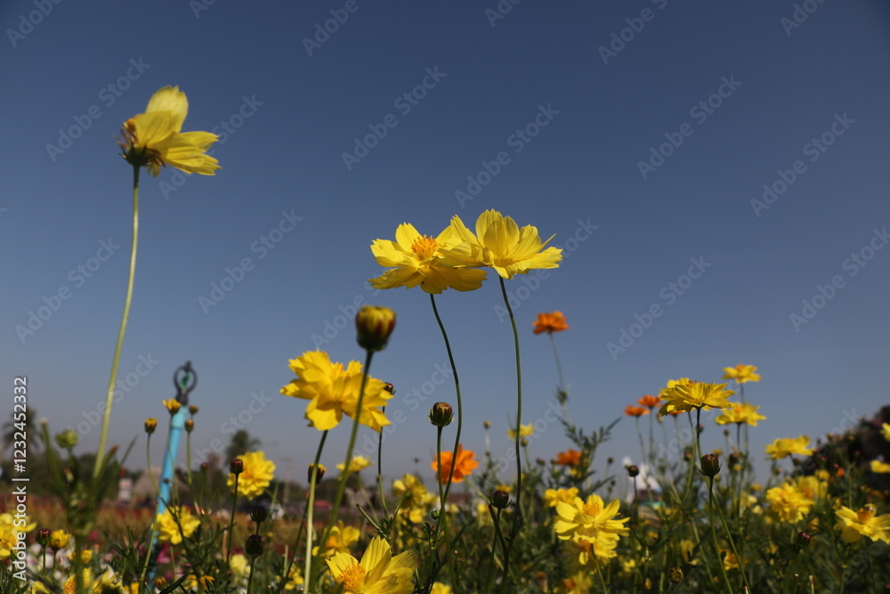 Landscape of beautiful yellow Cosmos field with clear sky Landscape of beautiful yellow Cosmos field with clear sky