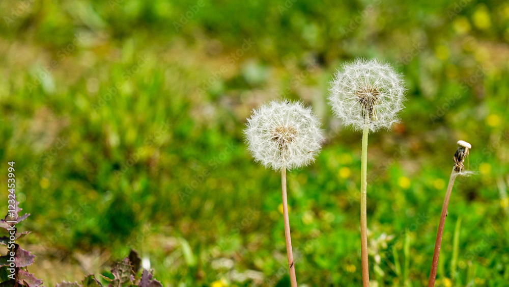 Dandelion weed seeds blowing across a spring, Dandelion weed seeds blowing across a spring,