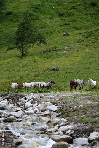 Stutenweide. Kleine Gruppe von Norikern hinter weißen Felsen auf einer Almweide photo