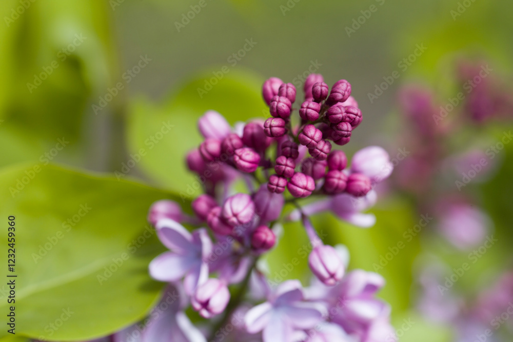 branch of fresh lilac in nature branch of fresh lilac in nature
