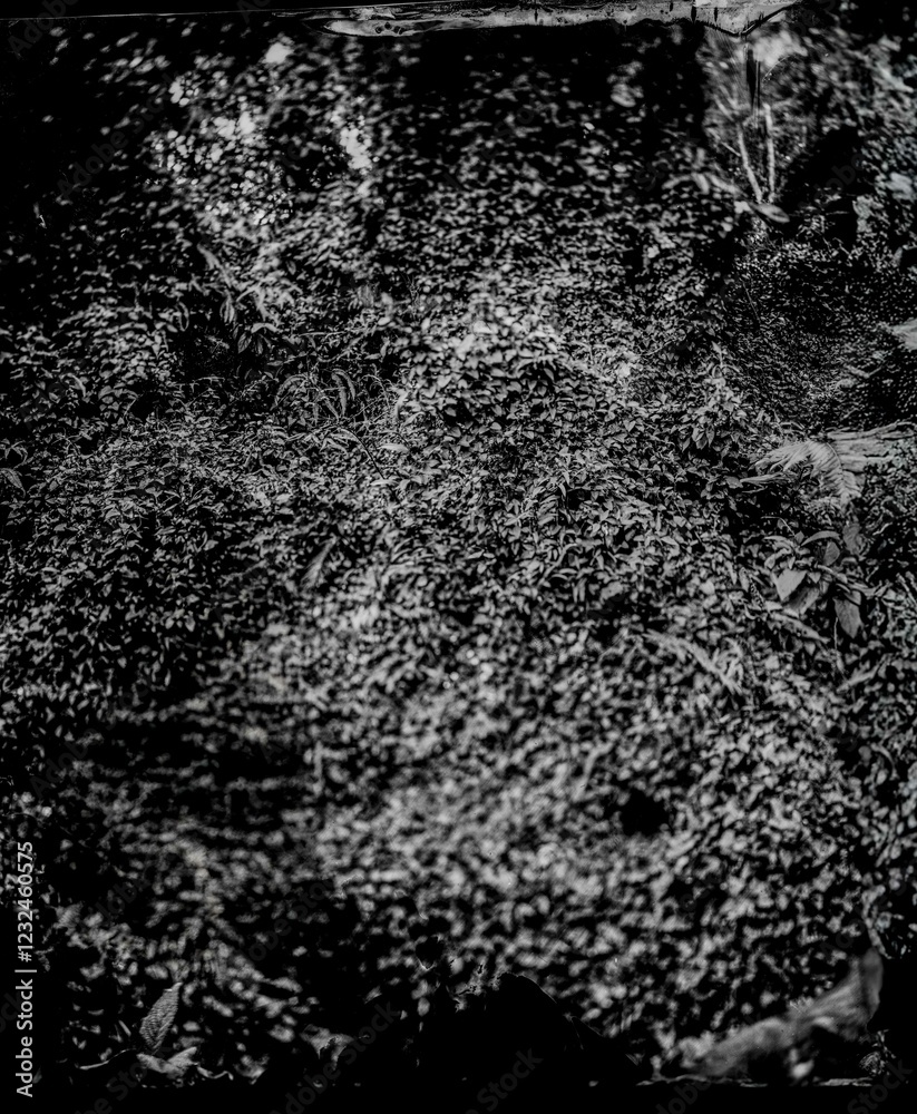black and white background of woods in wet plate collodion black and white background of woods in wet plate collodion