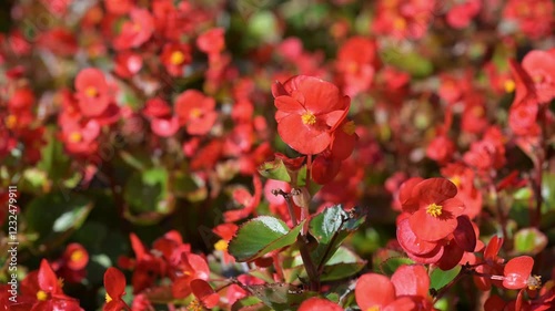 Beautiful wax begonia (begonia semperflorens) flowers.