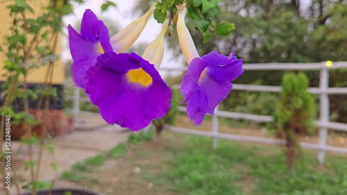 flowers in the garden