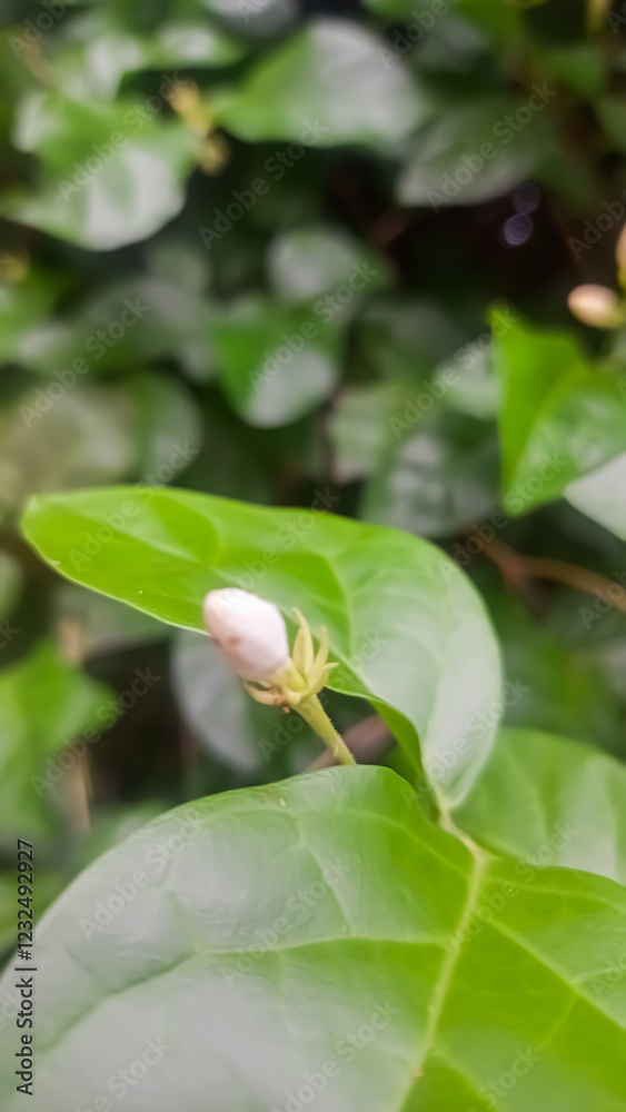 Obraz premium close up image of melati flower 