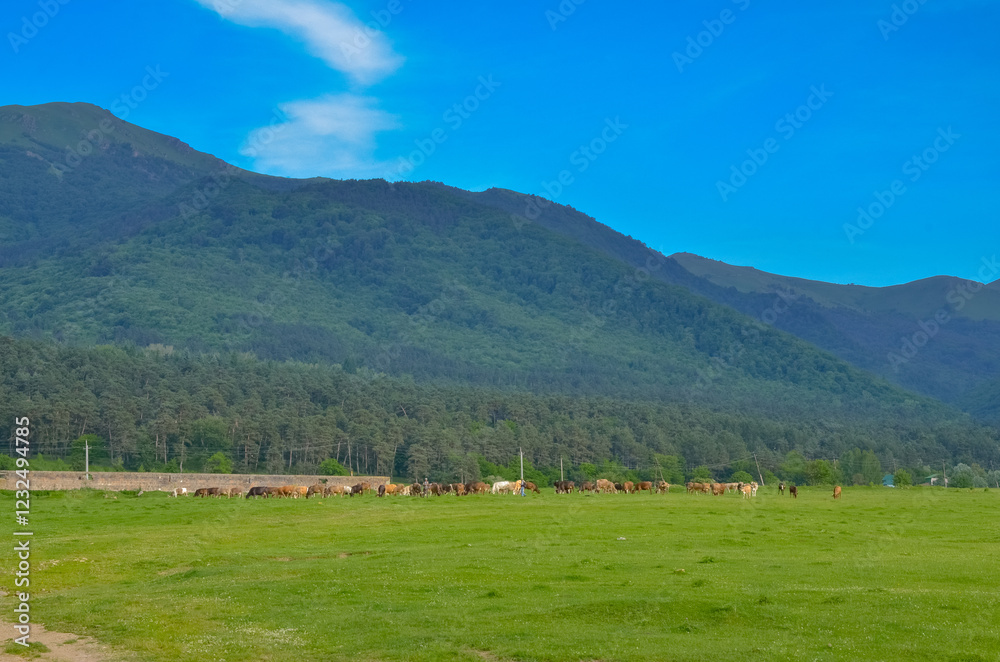 cows grazing on green summer meadow in Bazum Mountains near Gyulagarak (Lori province, Armenia) cows grazing on green summer meadow in Bazum Mountains near Gyulagarak (Lori province, Armenia)