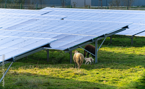 White and brown sheep under solar power module grazing in sunlight
