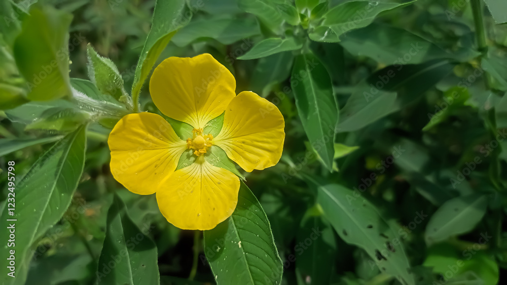yellow flowers in the garden yellow flowers in the garden