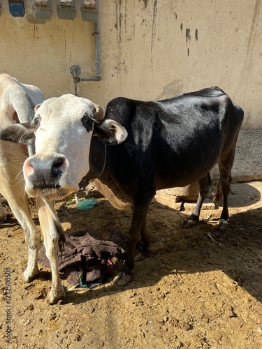 Dairy Cow, Friesian cow with mouth open looking at the camera, Portrait dune génisse curieuse