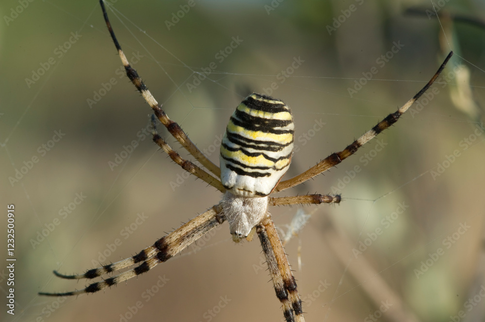 Argiope bruennichi. Maristella. Alghero, Sardegna. Italy.. Argiope bruennichi. Maristella. Alghero, Sardegna. Italy..