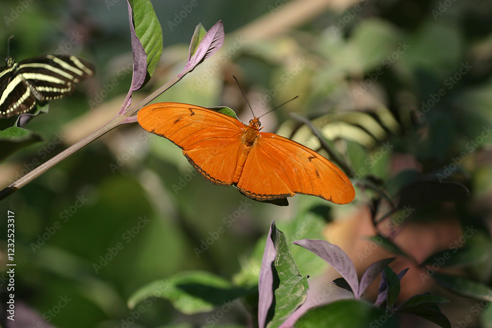 butterfly on flower