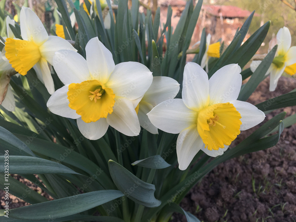 Fototapeta premium White and yellow daffodil growing in the garden