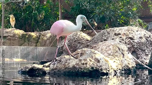 Roseate spoonbill, platalea ajaja with striking pink plumage, looking for a food in the water, close up of the exotic wading bird species.