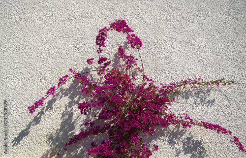 Bourgainvillea against whitewashed Mediterranean wall  photo