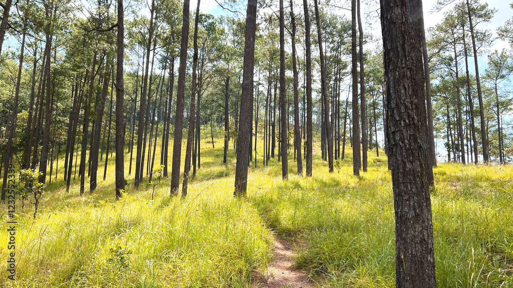 Obraz premium trees in the woods