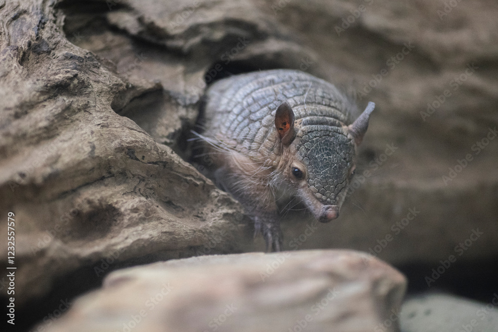 hairy screaming armadillo