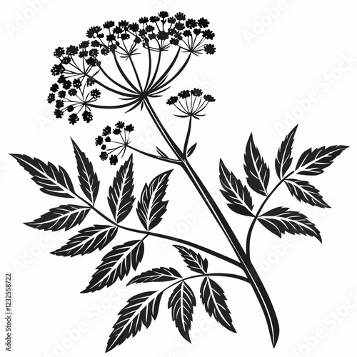 Bai sanicle vector silhouette black design white background
