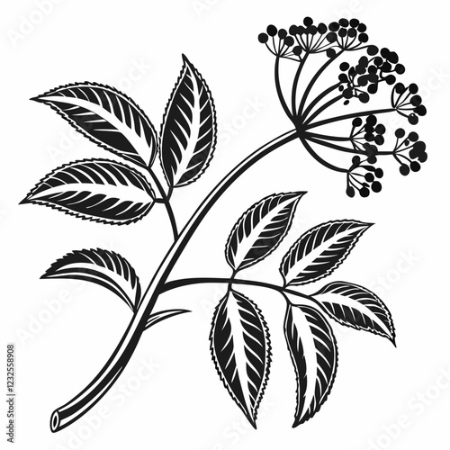 Bai sanicle vector silhouette black design white background