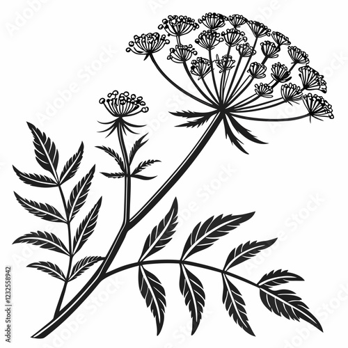 Bai sanicle vector silhouette black design white background
