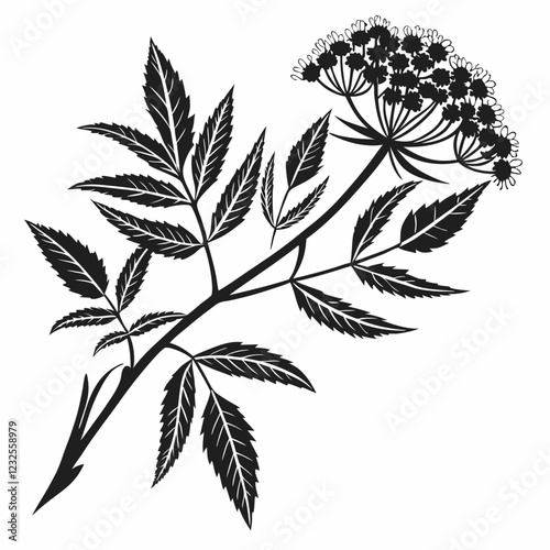 Bai sanicle vector silhouette black design white background