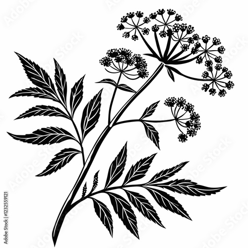 Bai sanicle vector silhouette black design white background