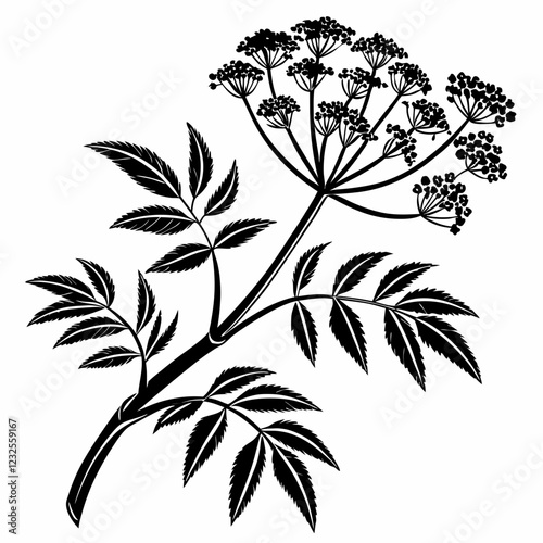 Bai sanicle vector silhouette black design white background