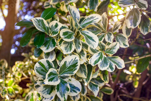 Close-up of variegated Japanese Euonymus (Euonymus japonicus 'Variegatus') with lush green and creamy white leaves, illuminated by natural sunlight in a garden setting.  photo