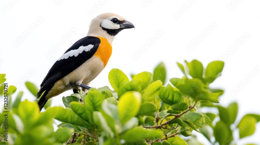 Obraz premium Colorful bird perched on vibrant green foliage, bright background