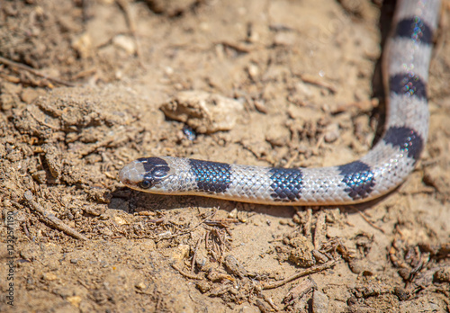 Great Plains Ground Snake