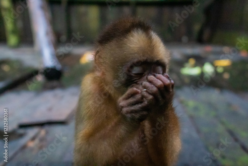 (V.2) Chupadedo comiendo huevito, mono capuchino blanco (Cebus albifrons) en la Fundación IKOZOA Bioparque del Amazonas  photo