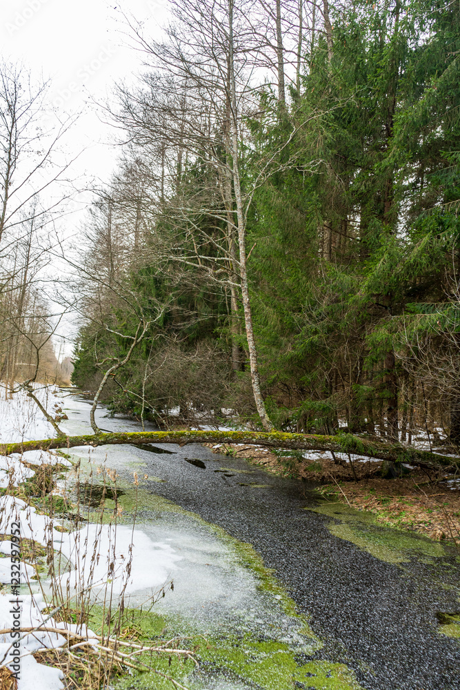 Winter landscape spruce forest frozen brook