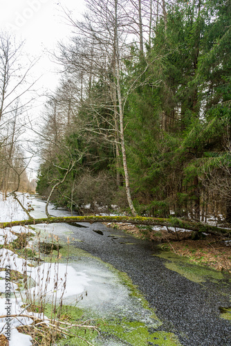 Winter landscape spruce forest frozen brook