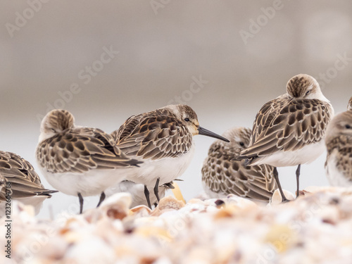 A juvenile Western Sandpiper on a rocky shoreline amongst roosting Semipalmated Sandpipers