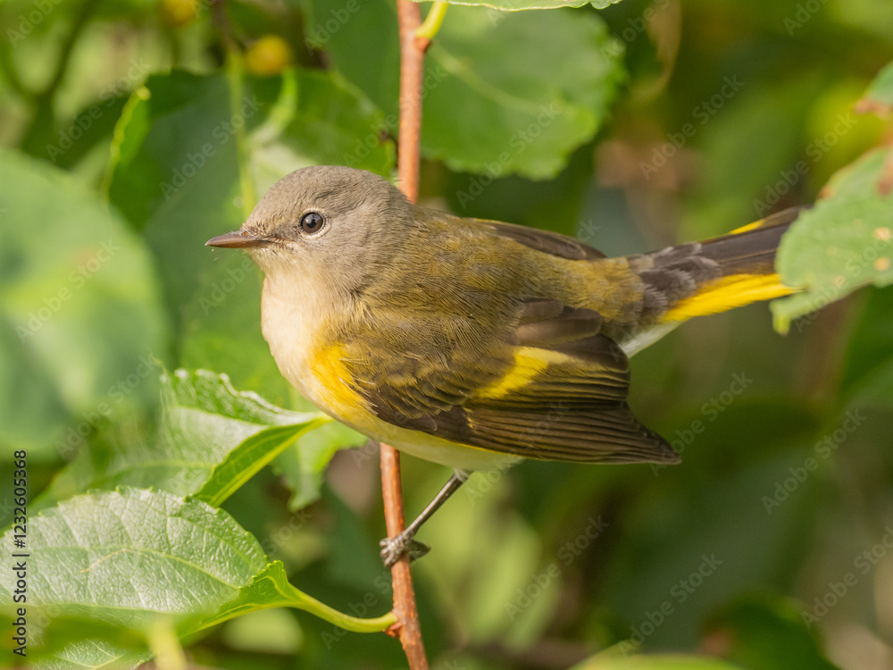 Fototapeta premium A close up of a female American Redstart