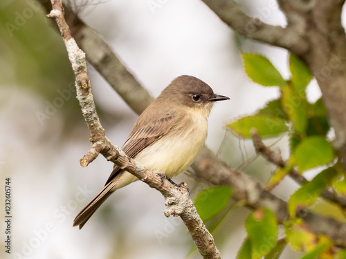 An Eastern Phoebe perched on a small branch